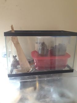 10 gallon aquarium