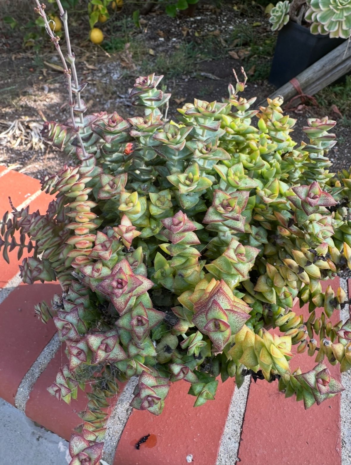 Crassula perforata string of buttons Succulent Plant In One Gallon Pot