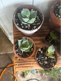 Butterfly agave