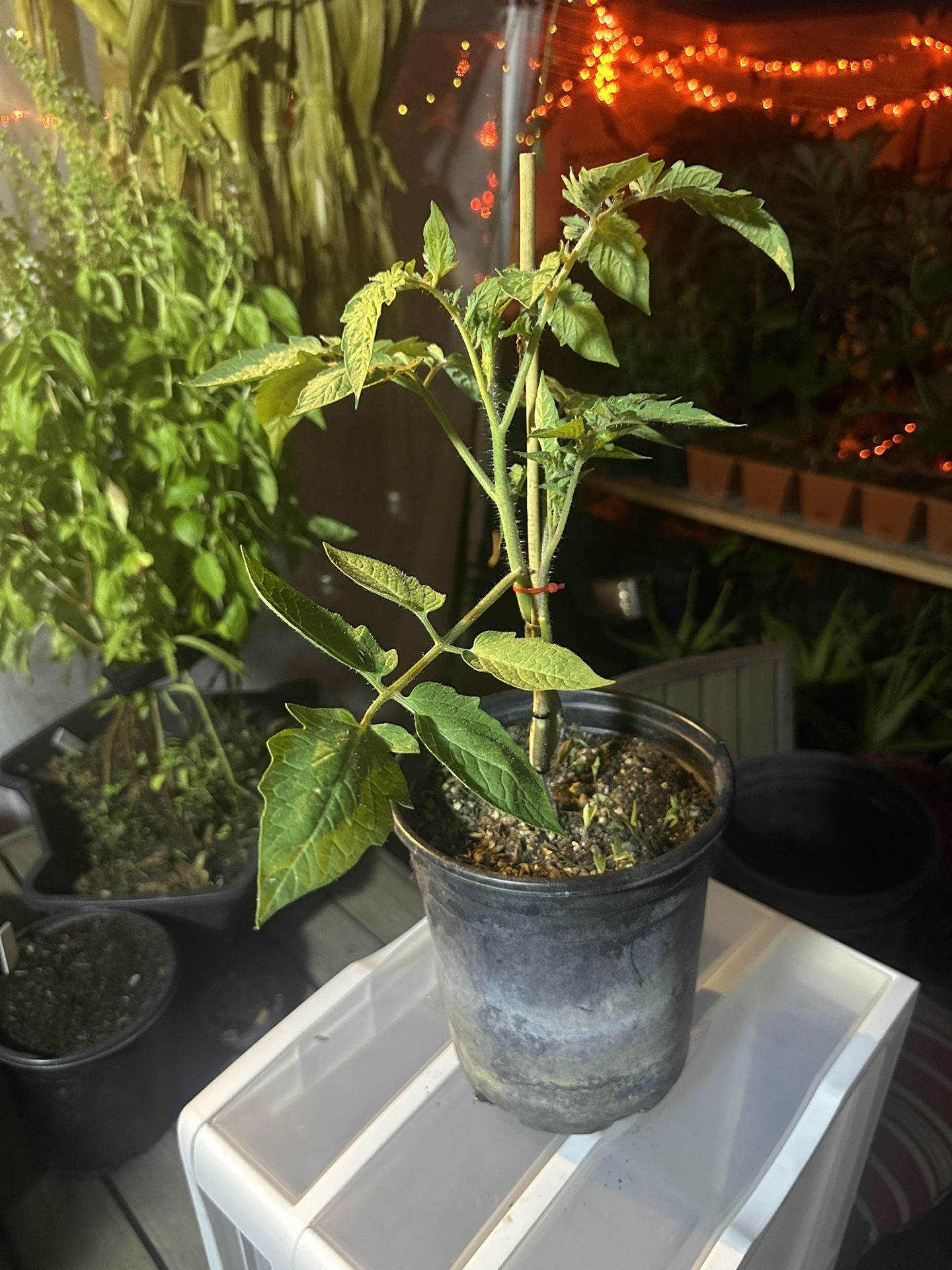 Beefsteak Tomato Plant