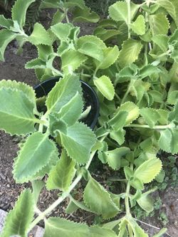 Karpuravalli/ Ajwain plant