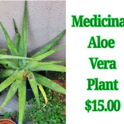 Medicinal Aloe Vera Plants