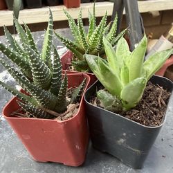 Haworthia collection
