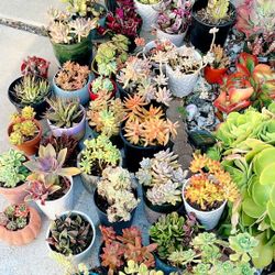Succulent Plants