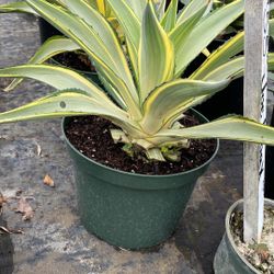 Joe Hoak’s Agave – 3 Gallon – Hardy, Striking Landscape Plant 🌵