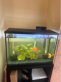29 gallon fish tank with everything included filter and two sponge filters heater and