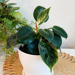 Living Plant 🌱Peperomia on 6"H White Pot with Tray ::: Indoor
