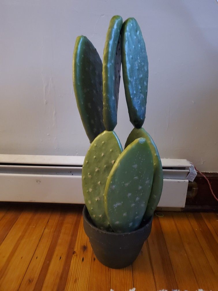 fake cactus plant