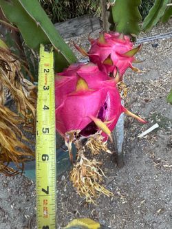 Red Dragon fruit