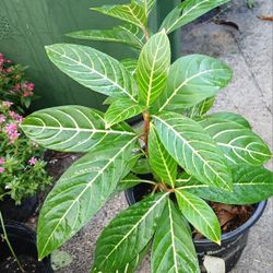 Sanchezia Landscape Plant 3 Gallon Pot