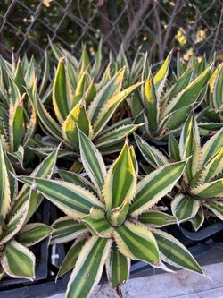 Agave