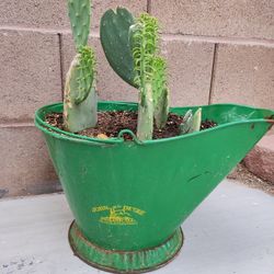 Live Cactus. Prickly Pear Nopales Plant