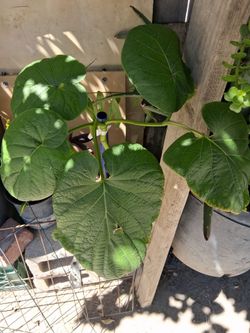 Planta  Santa