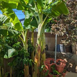 Thai Banana 8-9ft