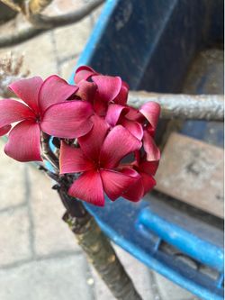 Rooted Hilo Plumeria Cutting With Blooms - see photos