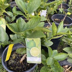 Fruit Trees Arboles Frutales 5 Gallons