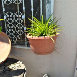 Spider Plant