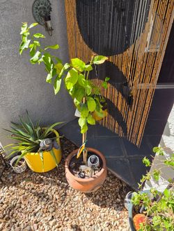 Baby Lemon Tree with Clay Pot