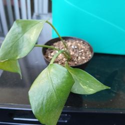Rooted Golden Pothos Plants