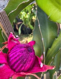 Dragon fruit plants