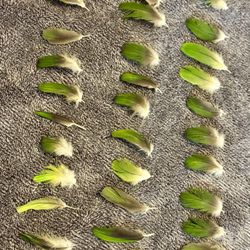 I am selling.  30 Small pieces of green Amazon parrot feathers,