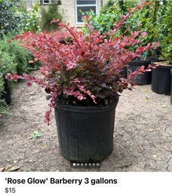 'Rose Glow' Barberry 3 gallons