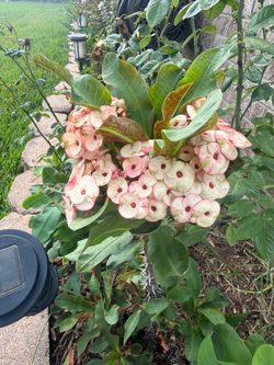 Crown of thorns black diamond