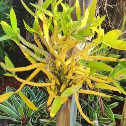 Large Schomburgkia Orchid No Idea Not In Bloom