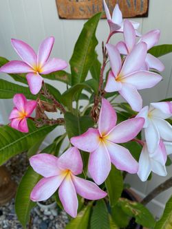 Plumeria Tree Cuttings