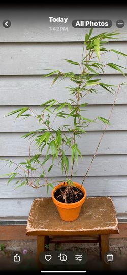 Bamboo Bonsai 28 inches