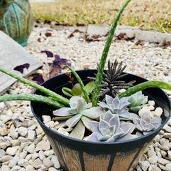 Different Kinds Of Succulents In Hard Plastic Flower Pot And In Fertilized Soil $20