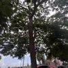 Vod