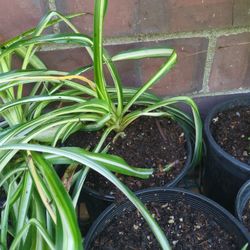 Variegated Spider Plants - 1 Gallon Pots