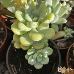 Succulent Plants 🪴 