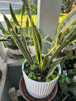 Planta