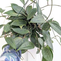 Hoya Latifolia Plant 6" Pot - Indoor House Plants