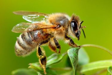FREE Bee Swarm Removal FREE
