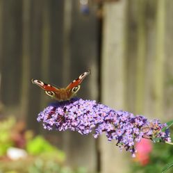 Butterfly Bush