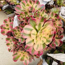 Aeonium Pink Witch Imported
