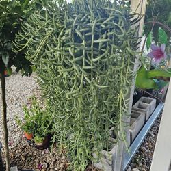 String of Bananas, Succulent Beautiful And Healthy HANGING BASKETS PLANTS ARRIVED. $14 each