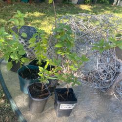 Plantitas De Alvacar $3.00  Cada Una 