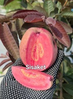 Sisaket Guava Rare Guava At EKT Nursery