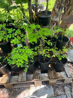 Moringa Seedlings