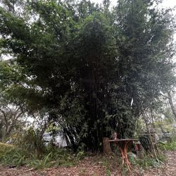 Green Stripe Bamboo 1gal (Live Division 4ft-8ft)