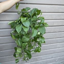 6” jade pothos 3ft long