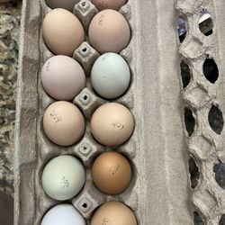 Farm Fresh Organic Eggs