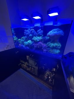 Red Sea Reefer 350 Fully Loaded, Plug-In Play, Salt Water Reef