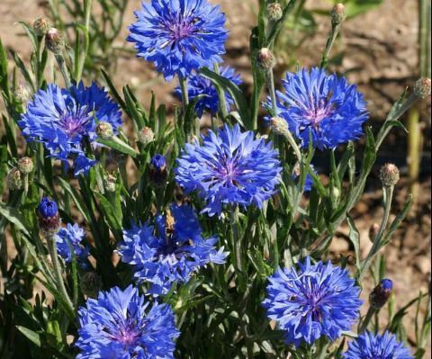 Cornflower Plants