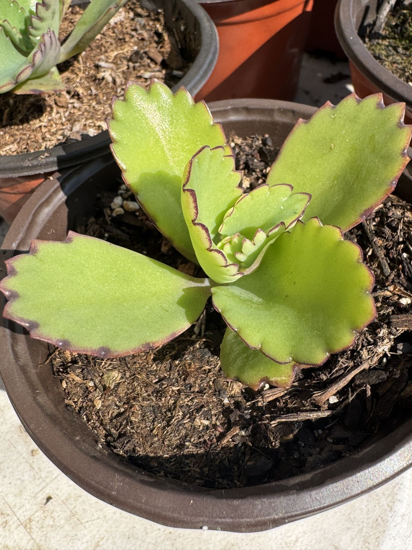 Succulents Plants 4”pot