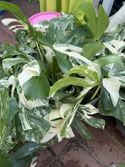 Monstera Albo Cuttings